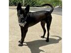 Adopt Rocko1 a Akita, Black Labrador Retriever