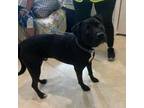 Adopt Runner a Staffordshire Bull Terrier