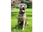 Adopt BRUCE BEST DOG EVER a Plott Hound