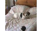 Adopt Jamie a Beagle