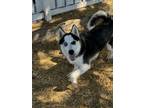 Adopt Chorizo a Siberian Husky, Mixed Breed