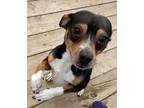 Adopt Sparky a Terrier