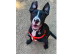 Adopt Sokka a Pit Bull Terrier, Border Collie