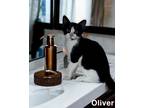 Adopt Oliver a Domestic Short Hair