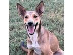 Adopt Meadows CR* a Collie, Australian Shepherd