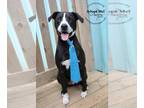 Boxer-Pointer Mix DOG FOR ADOPTION RGADN-1087462 - Baxter - CL (adoption fee