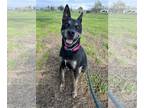 Australian Kelpie Mix DOG FOR ADOPTION RGADN-1087665 - Clara-tripod - Australian