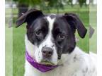 Border Collie Mix DOG FOR ADOPTION RGADN-1088506 - Ella - Border Collie / Black