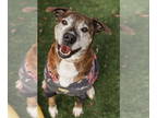 Boxer Mix DOG FOR ADOPTION RGADN-1089802 - Hanna B - Boxer / Mixed (short coat)