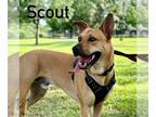 Carolina Dog Mix DOG FOR ADOPTION RGADN-1091393 - Scout (Carolina Dog) -
