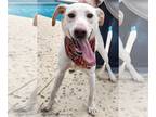 Labrador Retriever Mix DOG FOR ADOPTION RGADN-1091935 - Poppy - Labrador