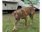 Catahoula Leopard Dog DOG FOR ADOPTION RGADN-1092520 - Levi - Catahoula Leopard
