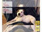 American Pit Bull Terrier Mix DOG FOR ADOPTION RGADN-1095197 - Luna Lovebug -