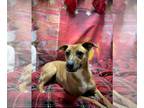 Boxer-Mountain Cur Mix DOG FOR ADOPTION RGADN-1096382 - Magnolia - Mountain Cur