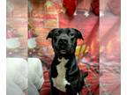 Bullboxer Pit DOG FOR ADOPTION RGADN-1097662 - Shadow - Boxer / American Pit