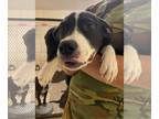 Labrador Retriever Mix DOG FOR ADOPTION RGADN-1104742 - Violet - Labrador