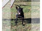 Labrador Retriever Mix DOG FOR ADOPTION RGADN-1118520 - Gretchen - Labrador