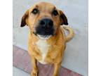 Adopt Lilo a Yellow Labrador Retriever, Shepherd