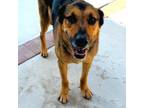 Adopt Stitch a German Shepherd Dog
