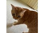 Adopt Stanley a Domestic Short Hair, Tabby