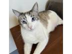 Adopt Peter a Siamese