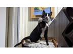 Adopt Tucker a Domestic Short Hair
