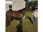 Lower-Level Dressage Prospect