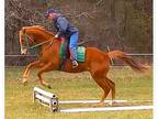 English Show Prospect UPDATED