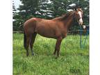 Mare for sale