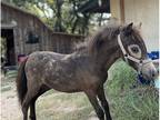 Handsome 2024 Buckskin Appy Colt