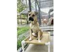 Adopt Hatchet (Beau) a American Staffordshire Terrier, Mastiff