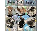 Adopt Califer a Domestic Medium Hair