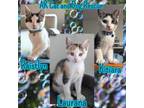 Adopt Kitiara a Domestic Short Hair