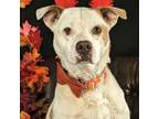 Adopt Gibson a Pointer, Labrador Retriever