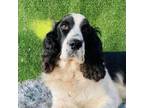 Adopt Charlie a Cocker Spaniel, English Springer Spaniel