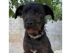 Adopt Bruno a Scottish Terrier, Schnauzer