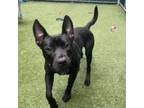 Adopt Pete a Dutch Shepherd, Black Labrador Retriever