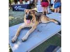 Adopt Bruce a German Shepherd Dog, Mixed Breed