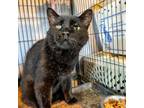 Adopt Mystic a American Shorthair