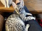 F4 Silver Savannah Kittens