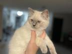 Ragdoll Cuties