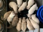 SIAMESE Kittens Ready Now