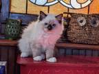 TICA Female Mitted Ragdoll Kitten