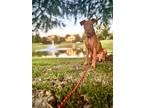Adopt Apollo a Boxer, Pit Bull Terrier