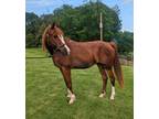 Experienced Arab Trail Horse