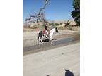 Beautiful Trail & Arena Horse