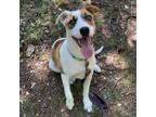 Adopt Princess a Labrador Retriever