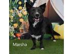 Adopt Marsha a Cardigan Welsh Corgi