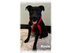 Adopt Rosie a Black Labrador Retriever, Border Collie