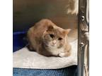 Adopt Kira a Domestic Short Hair